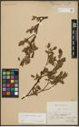 Foto von Salix arbuscula L.